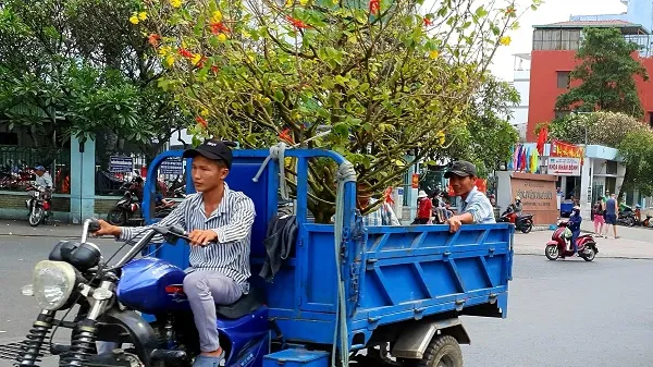 Giá cả thị trường hôm nay 5/2/2020: Sau Tết, dịch vụ chăm sóc cây kiểng thuê “vào mùa”