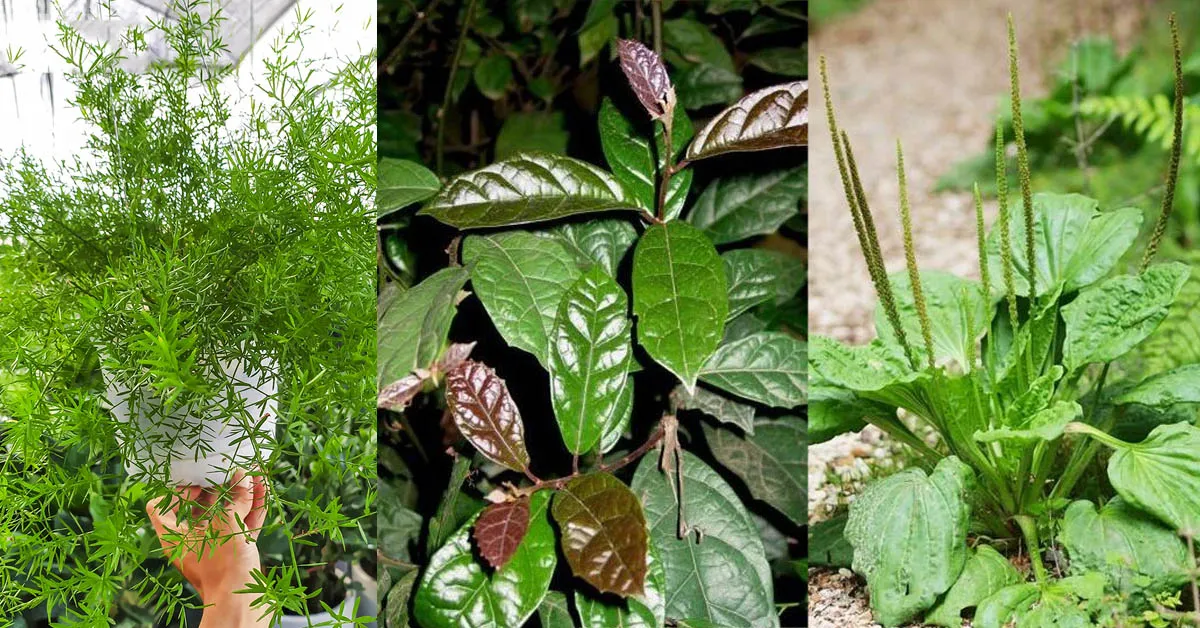 Ung thư phổi chữa bằng thuốc nam có hiệu quả không?