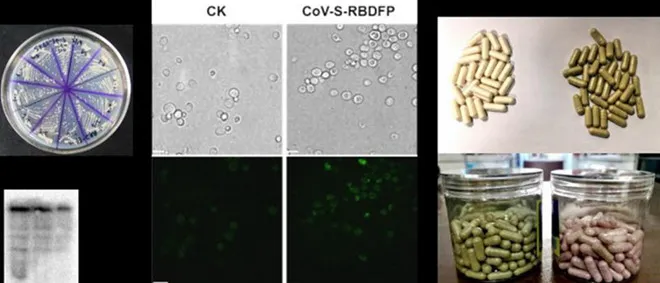 Đại học Thiên Tân -Trung Quốc công bố đã sản xuất ra vắc xin uống ngừa virus Corona