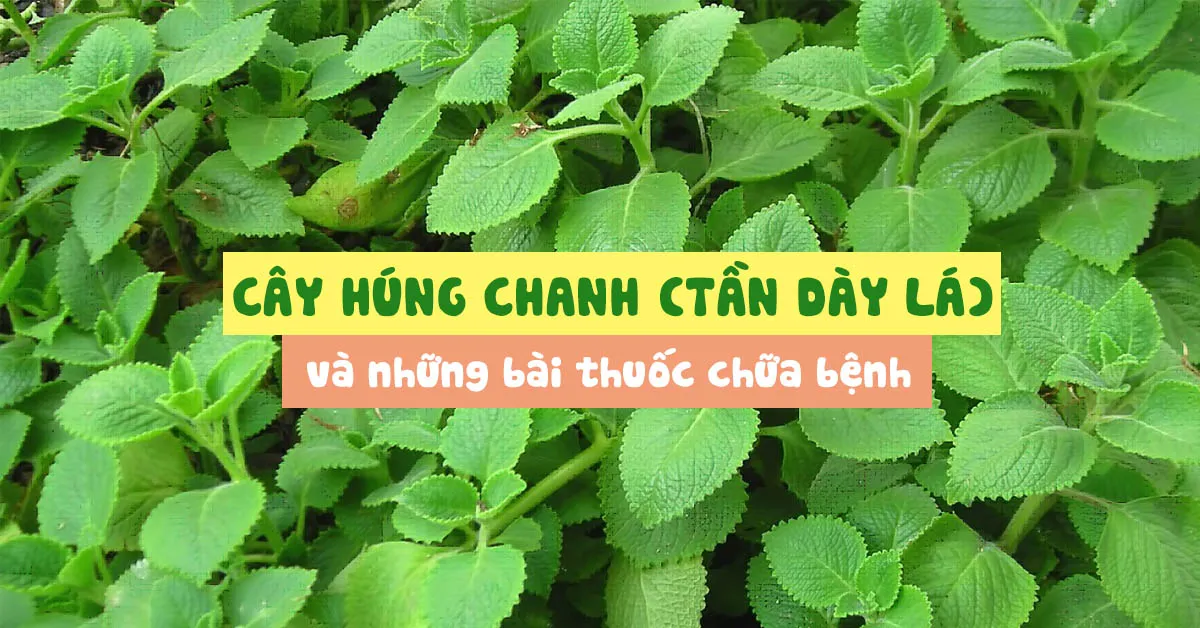 Cây húng chanh (tần dày lá) và những công dụng chữa bệnh