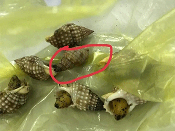 Mẹ tử vong, 2 con nhập viện do ăn ốc độc