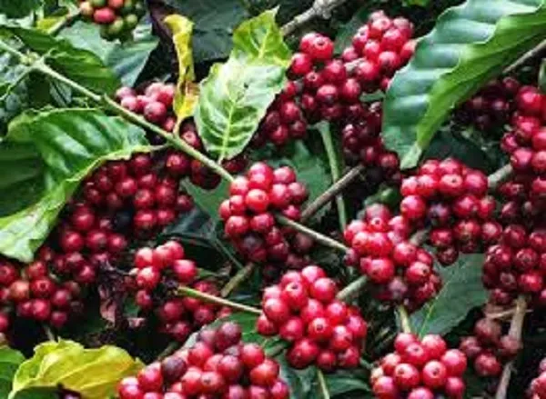 Giá cà phê hôm nay 3/3/2020: Phục hồi tăng 200-300 đồng/kg do giá thế giới tăng