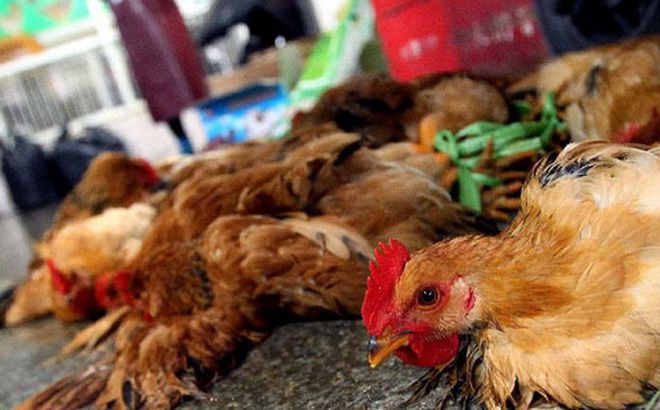  TPHCM chủ động phòng, chống dịch cúm A (H5N1) trên đàn gia cầm và người