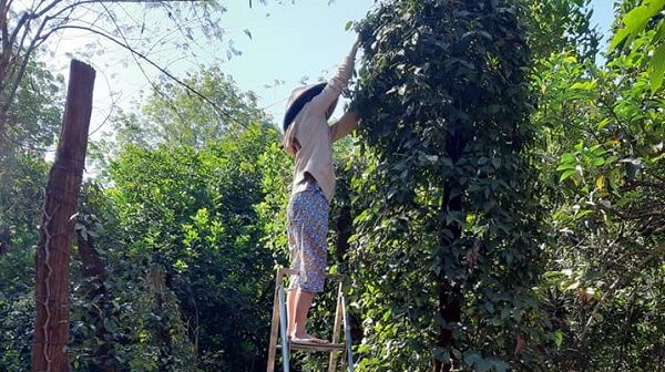Cần chính sách linh hoạt để thúc đẩy bảo hiểm nông nghiệp