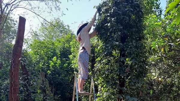 Cần chính sách linh hoạt để thúc đẩy bảo hiểm nông nghiệp