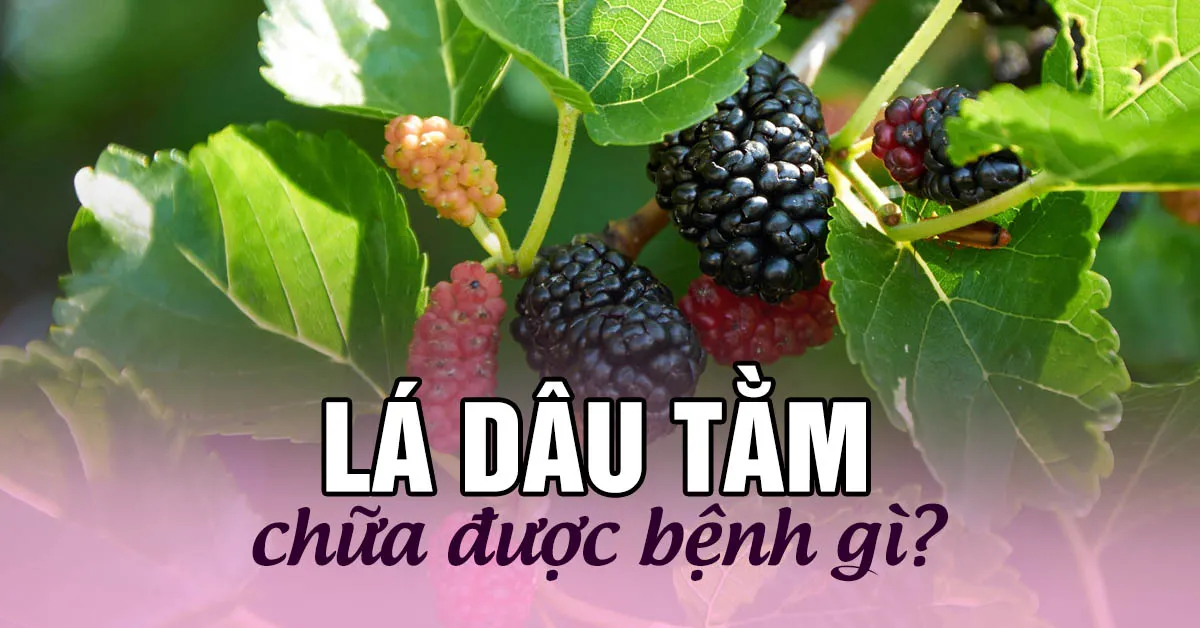 8 tác dụng của lá dâu tằm với sức khỏe mà bạn cần biết