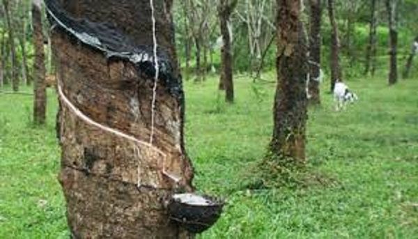 Giá cao su hôm nay 12/3/2020: Quay đầu lao dốc