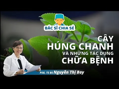 Cây húng chanh (tần dày lá) và những công dụng chữa bệnh