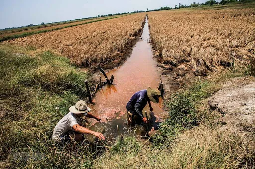 Hạn mặn Đồng bằng sông Cửu Long (P.3): Để có thiên thời, địa lợi, phải có nhân hoà