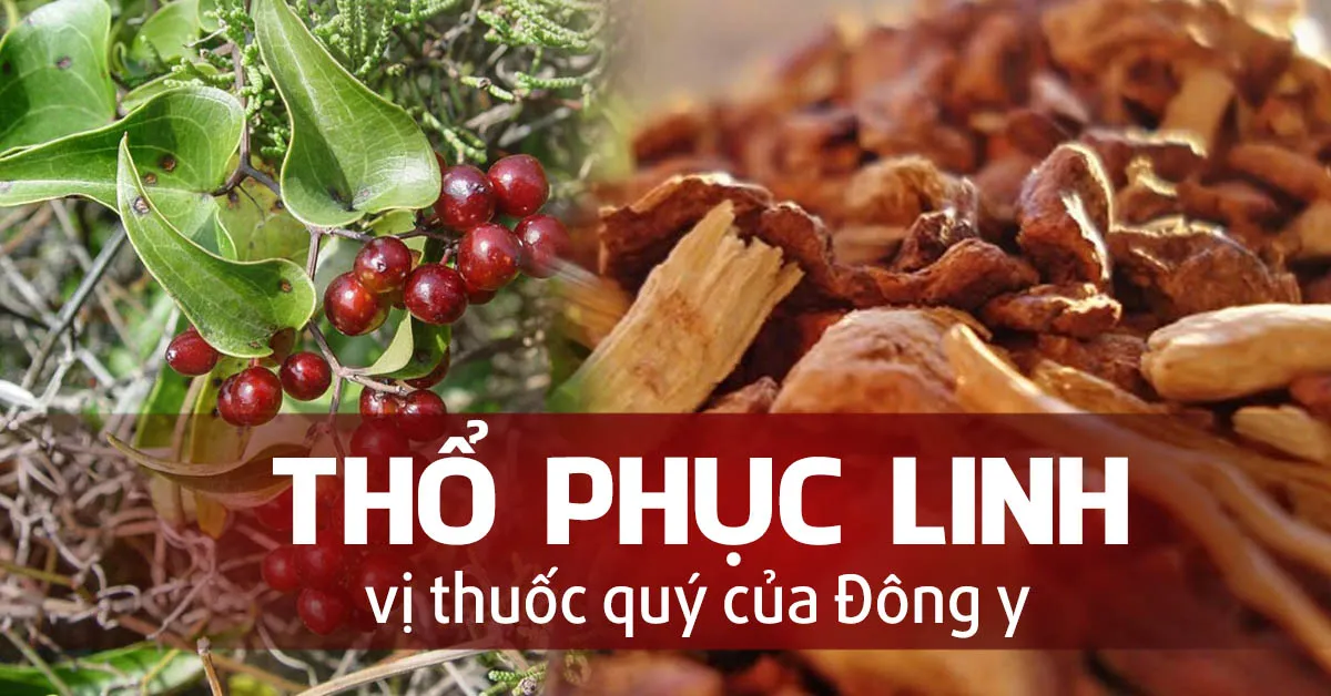 Thổ phục linh chữa bệnh gì?