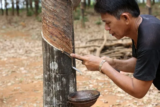 Giá cao su hôm nay 31/3/2020: Phục hồi tăng 