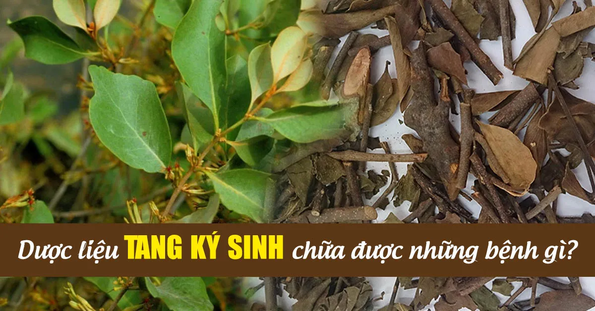 Tang ký sinh và những tác dụng chữa bệnh