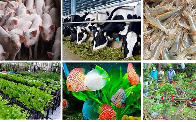 Nông nghiệp TPHCM phải thể hiện rõ bước chuyển, xoáy vào trọng tâm
