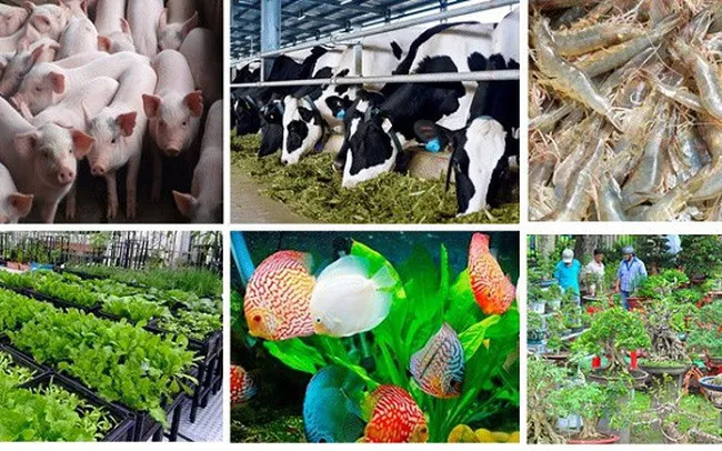 Nông nghiệp TPHCM phải thể hiện rõ bước chuyển, xoáy vào trọng tâm