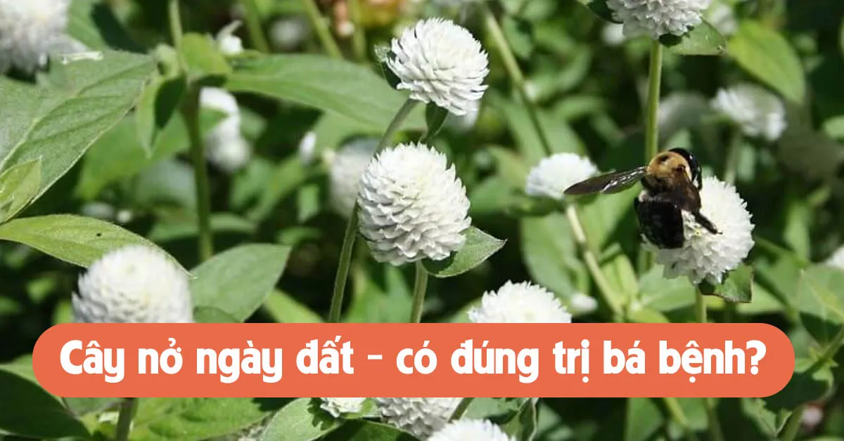 Thực hư về tác dụng của cây nở ngày đất