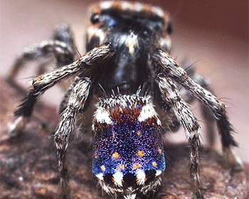 Loài nhện có hoa văn như tranh của Van Gogh