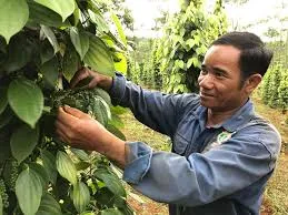 Giá tiêu hôm nay 4/4/2020: “Lặng sóng” phiên cuối tuần