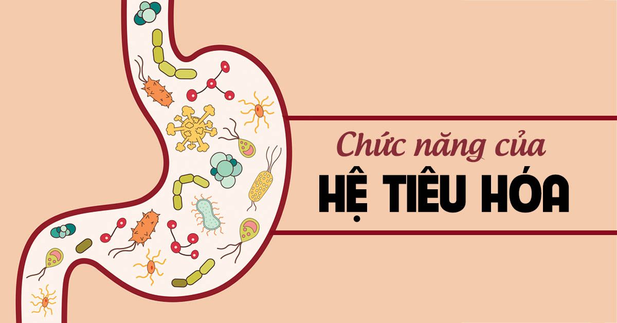 Hệ tiêu hóa và những chức năng quan trọng của nó