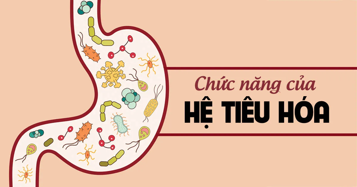 Hệ tiêu hóa và những chức năng quan trọng của nó