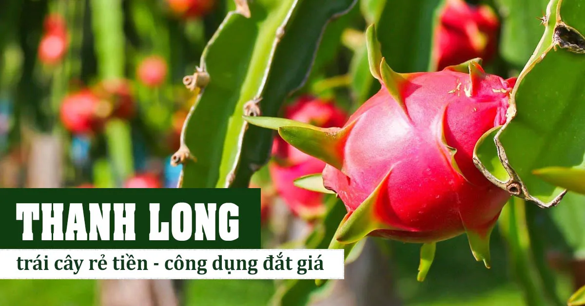 8 tác dụng của quả thanh long dành cho sức khỏe