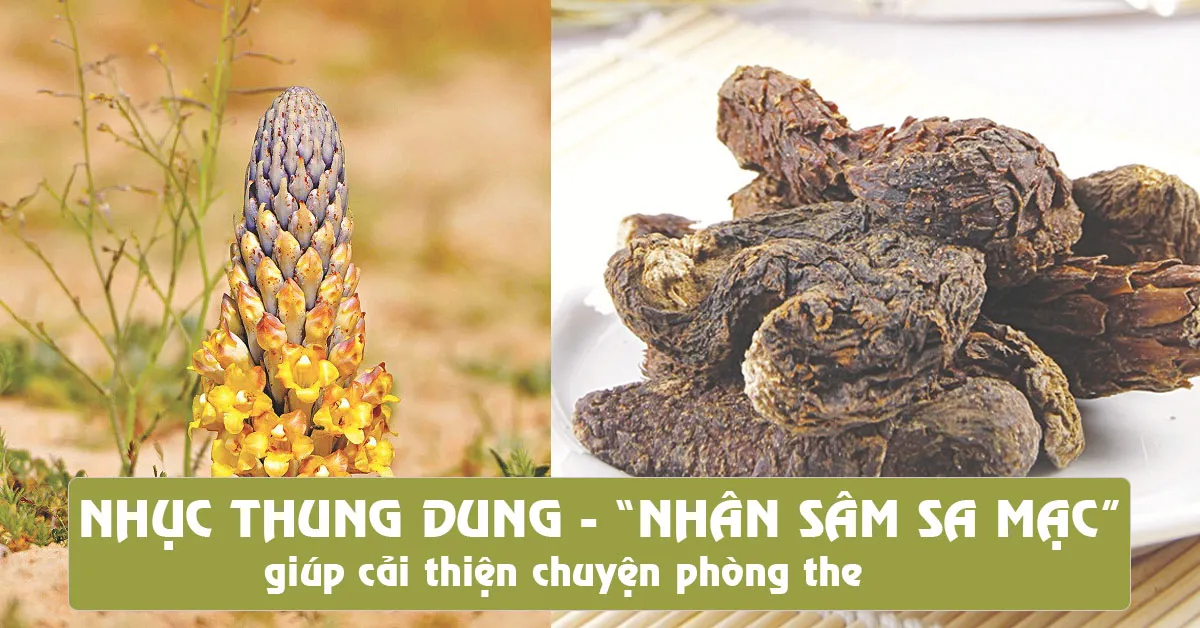 Khám phá tác dụng của nhục thung dung – vị thuốc thượng phẩm cho nam giới