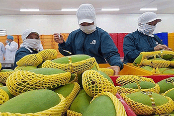 Xuất khẩu rau quả Việt Nam giảm 11,5% trong quý 1 do ảnh hưởng Covid-19