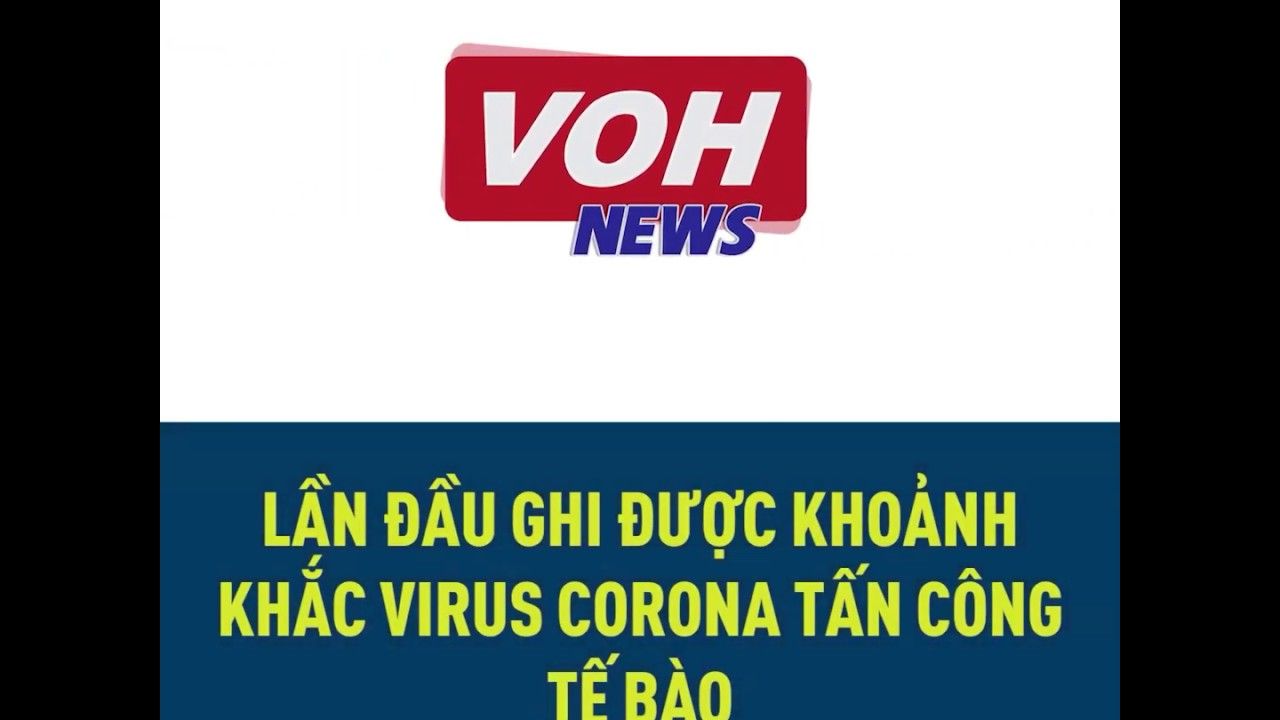 Lần đầu tiên chụp ảnh virus Corona chủng mới tấn công tế bào