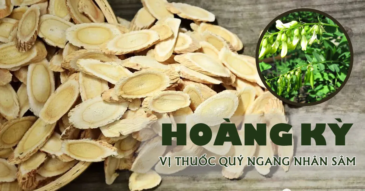 Khám phá tác dụng của hoàng kỳ - vị thuốc quý không thua kém nhân sâm