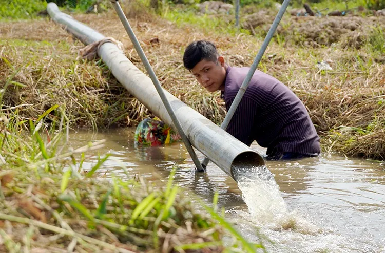 Xâm nhập mặn giảm dần, người dân miền Tây nên tích nước tưới trong khoảng từ ngày 16-20/4