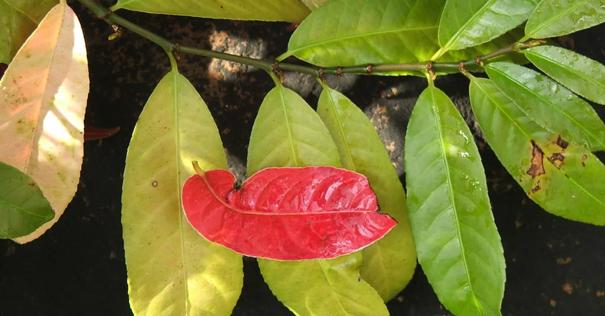 ‘Tạm biệt’ mẩn ngứa, dị ứng ngoài da nhờ tác dụng của cây đơn đỏ