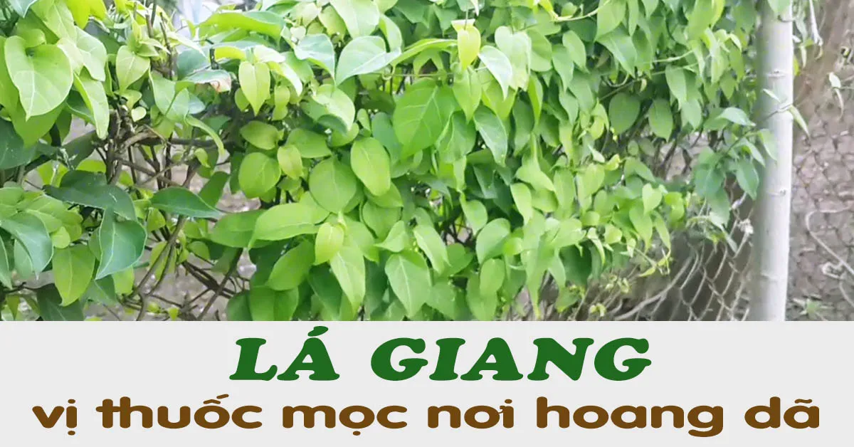 Tác dụng của lá giang - vị thuốc mọc hoang dại nơi sông rạch