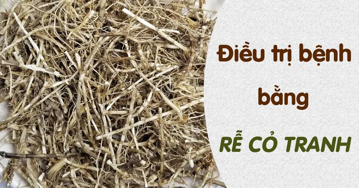 Tác dụng thanh nhiệt của rễ cỏ tranh Tác dụng thanh nhiệt của rễ cỏ tranh
