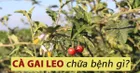 Thực hư ‘lời đồn’ về tác dụng của cà gai leo giúp trị bệnh