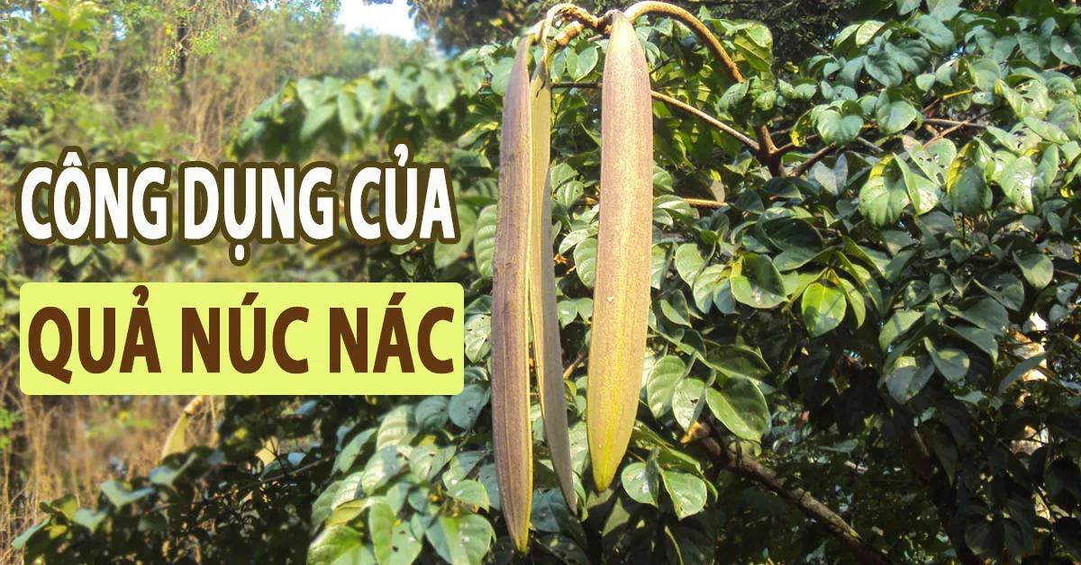 ‘Gỡ rối’ thắc mắc quả núc nác có tác dụng gì qua 9 bài thuốc Đông y