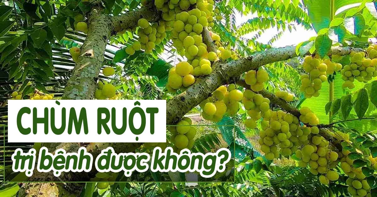 Chùm ruột - loại quả quý giúp bồi bổ sức khỏe, trị bệnh