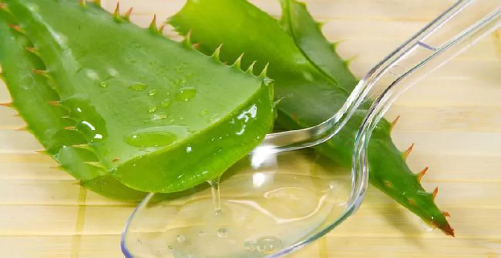 Nha đam có thể giúp bạn khắc phục tình trạng cháy nắng