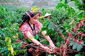 Giá cà phê hôm nay 5/5/2020: Quay đầu đi xuống, giảm 100 đồng/kg