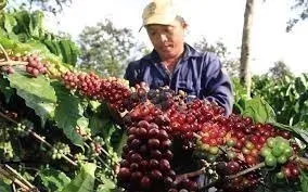 Giá cà phê hôm nay 6/5/2020: Giá cà phê Arabica tăng vọt, giá trong nước tăng 200-300 đồng/kg