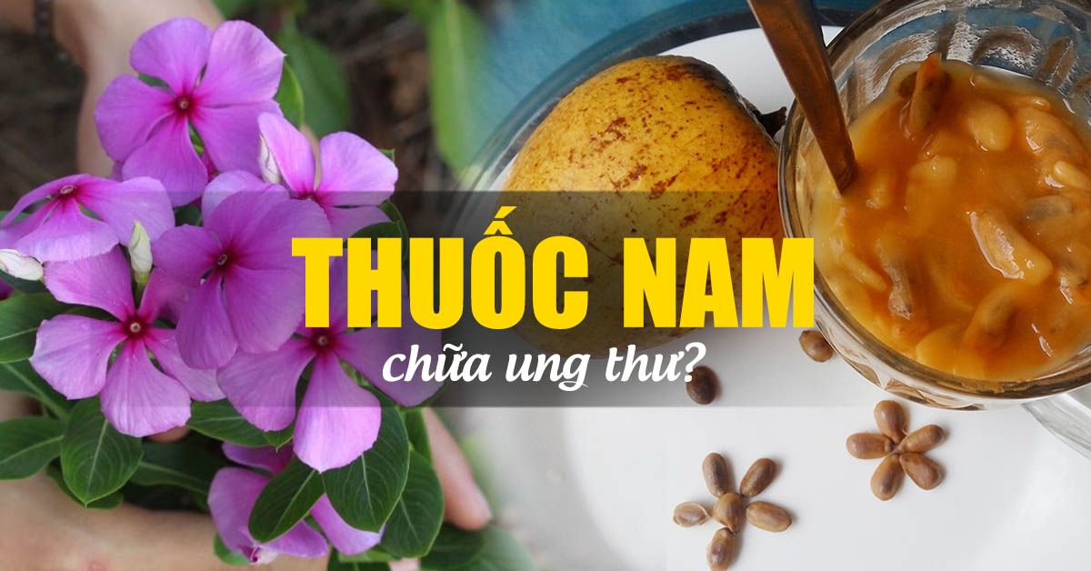 Thuốc nam chữa ung thư và những sự thật được bác sĩ tiết lộ