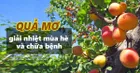 11 tác dụng của quả mơ - loại quả mùa hè có lợi cho sức khỏe