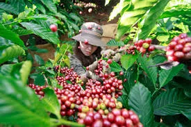 Giá cà phê hôm nay 9/5/2020: Giá cà phê Arabica hồi phục