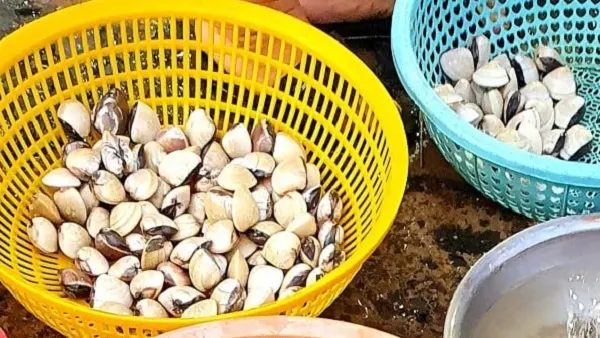 Giá cả thị trường hôm nay 9/5/2020: Nghêu giá từ 40.000 đồng/kg