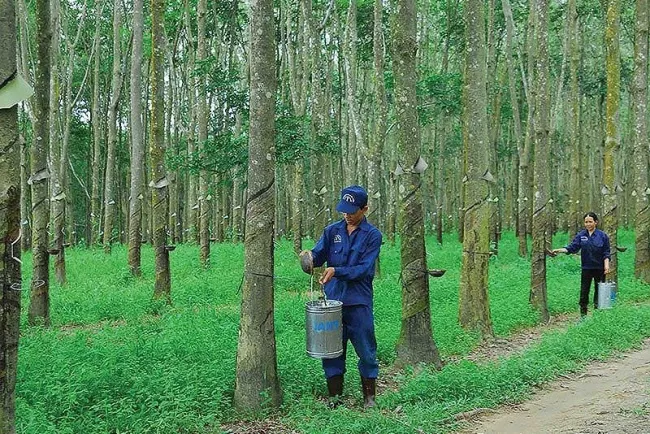 Giá cao su hôm nay 11/5/2020: Tiếp đà tăng bởi các biện pháp kích thích kinh tế