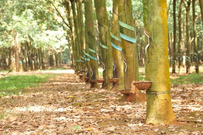Giá cao su hôm nay 22/5/2020: Quay đầu giảm mạnh, do căng thẳng Mỹ - Trung 