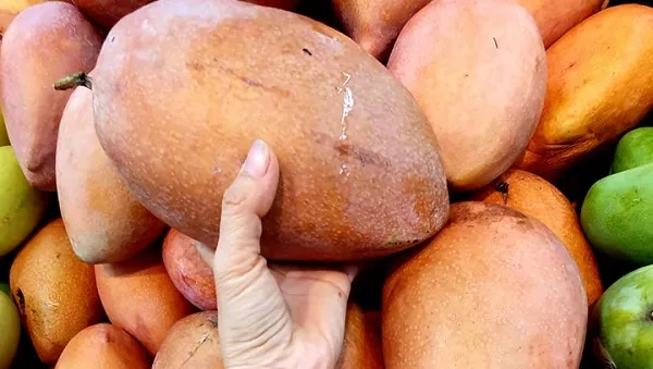 Xoài đỏ giá 50.000 – 65.000 đồng/kg