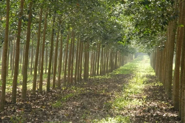 Giá cao su hôm nay 26/5/2020: Tiếp đà tăng khi tình hình dịch Covid-19 hạ nhiệt tại Tokyo 