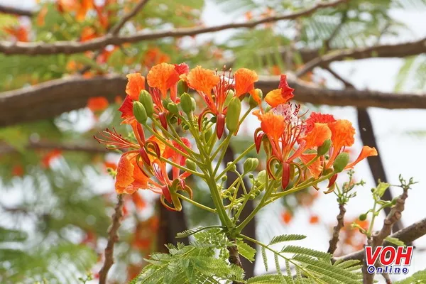 Dự báo thời tiết hôm nay 3/6: Bắc Trung bộ nắng nóng, có nơi trên 38 độ C