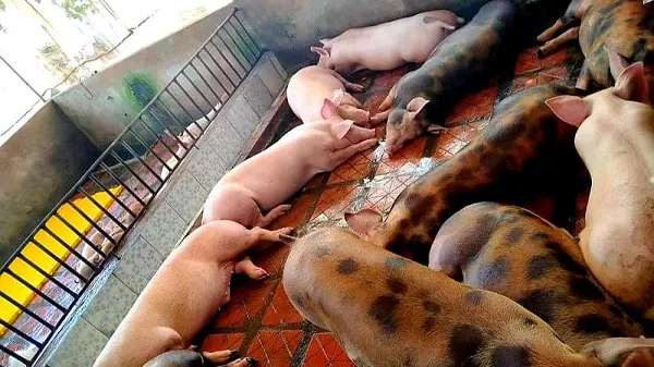 Giải pháp tăng đàn heo, kéo giảm giá thịt