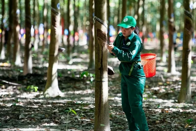 Giá cao su hôm nay 9/6/2020: Quay đầu giảm và rời khỏi mức cao nhất 3 tháng 