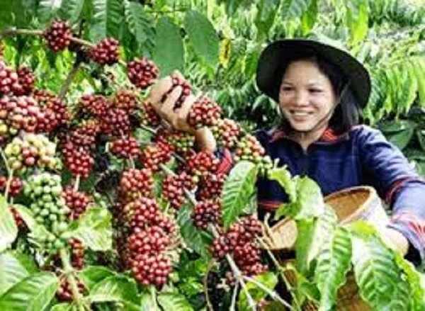 Giá cà phê hôm nay 9/6/2020: Phục hồi tăng 200 đồng/kg, tăng theo giá cà phê Robusta